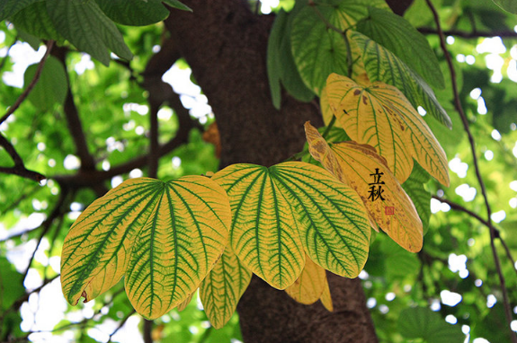 2025立秋在中伏天还热吗?秋后高温持续多久