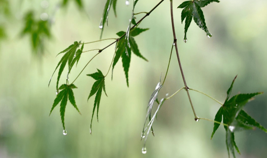 2025立秋在末伏之前热不热?秋老虎会更凶猛吗