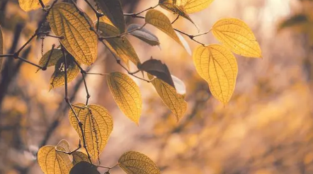 今年立秋是公还是母?2025立秋时间查询热