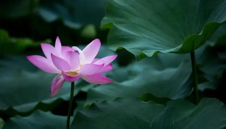 为什么三伏天过了还热?2025会更热吗