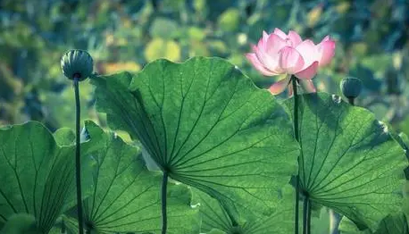 为什么三伏天过了还热?2025会更热吗