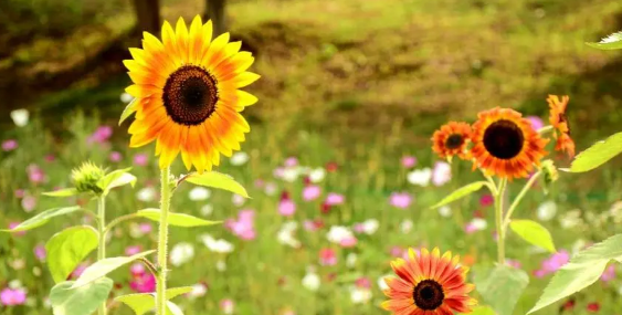 2025年9月热不热?秋老虎会持续多久