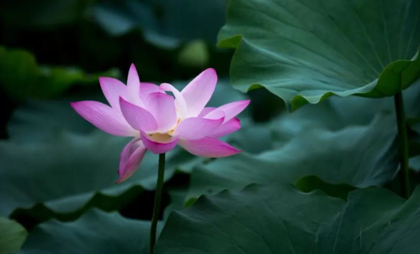 三伏天养生禁忌?高温天如何避暑防病