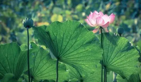 原问题?2025末伏会更热吗