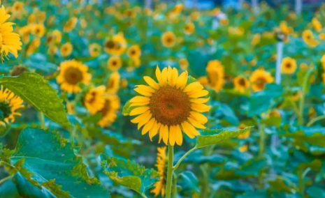 2025年武汉夏天热到几月?高温会持续多久?