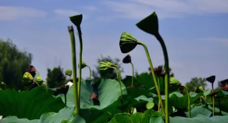 2025处暑一过就出伏了吗？末伏何时结束