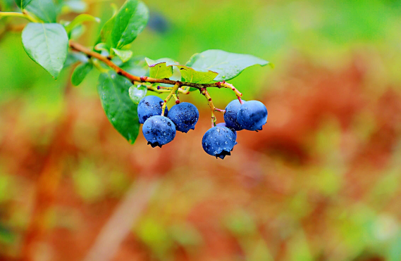 吃了一颗发霉的蓝莓要紧吗?误食发霉水果怎么办