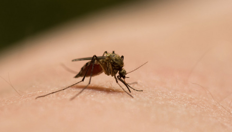 打死一只蚊子会来更多吗?蚊子会复仇吗