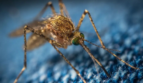 打死一只蚊子会来更多吗?蚊子会复仇吗