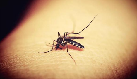 蚊子最高能飞到几层楼高？如何有效防蚊