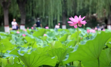 夏至每年同一天吗2025？夏至日期固定还是变化