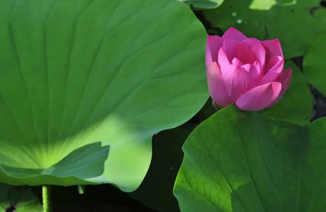 夏至每年同一天吗2025?夏至日期固定还是变化