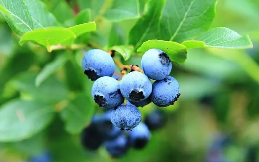 蓝莓盒装需清洗吗?如何正确清洗蓝莓