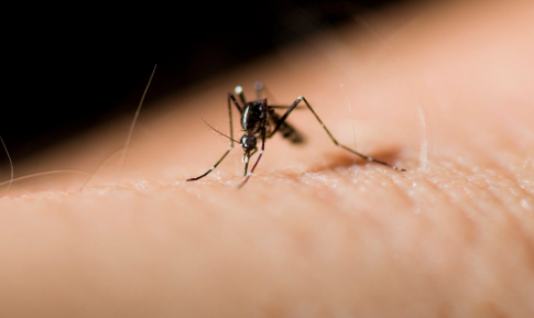 如果没有人蚊子能活吗？蚊子会灭绝吗