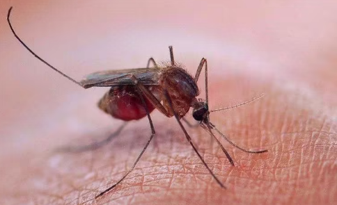 如果没有人蚊子能活吗?蚊子会灭绝吗