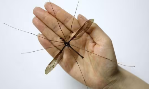 房间蚊子自己死了原因为何?如何有效防蚊?