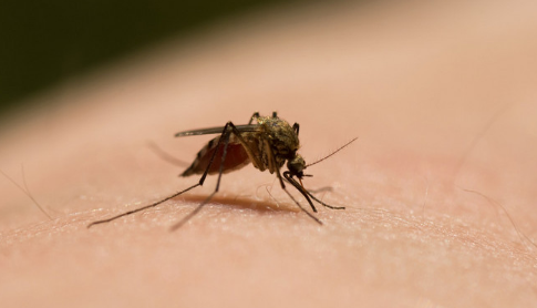 房间蚊子自己死了原因为何?如何有效防蚊?