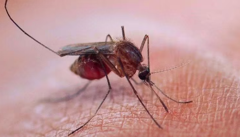 为什么20多层高楼有蚊子?高层住宅如何防蚊?