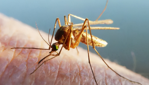 为什么20多层高楼有蚊子?高层住宅如何防蚊?