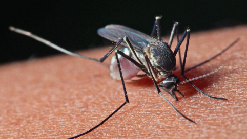 为什么20多层高楼有蚊子?高层住宅如何防蚊?