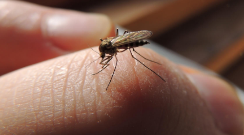 门窗紧闭为何还有蚊子?如何彻底消灭家中蚊虫