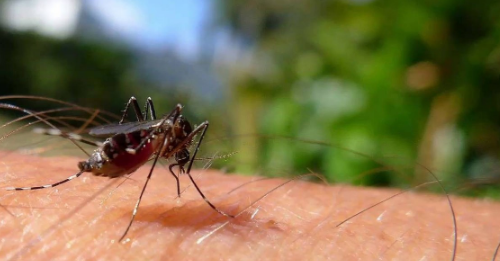 门窗紧闭为何还有蚊子?如何彻底消灭家中蚊虫