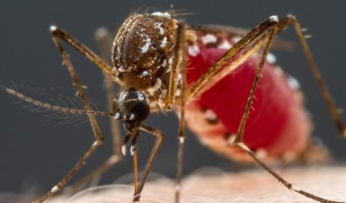 门窗紧闭为何还有蚊子?如何彻底消灭家中蚊虫