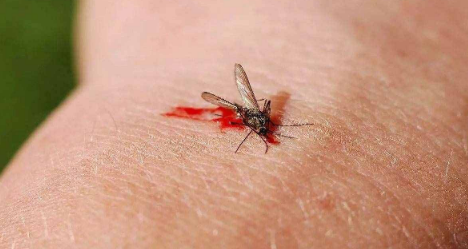 新房子好多蚊子是不是不好?新房如何有效驱蚊