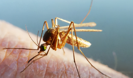 新房子好多蚊子是不是不好?新房如何有效驱蚊