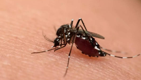 新房子好多蚊子是不是不好?新房如何有效驱蚊