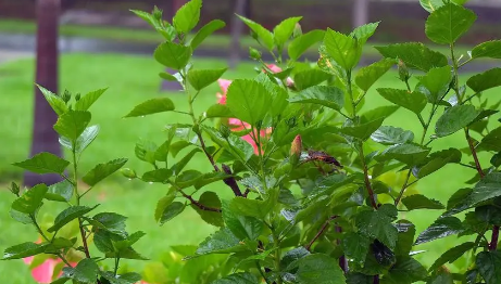 端午节下雨好不好?2025年端午出行天气如何