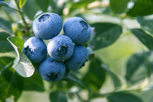 吃蓝莓大便是黑色的正常吗？蓝莓黑便热搜