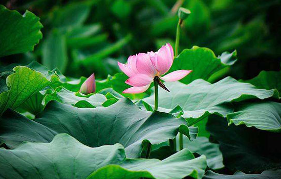 2025年三伏天何时开始?入伏时间如何影响养生?