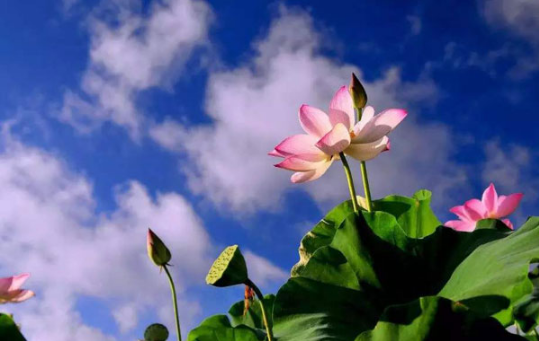 2025年三伏天30天还是40天?今年三伏何时开始