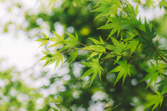 2025年三伏天是公伏还是母伏?三伏天如何养生