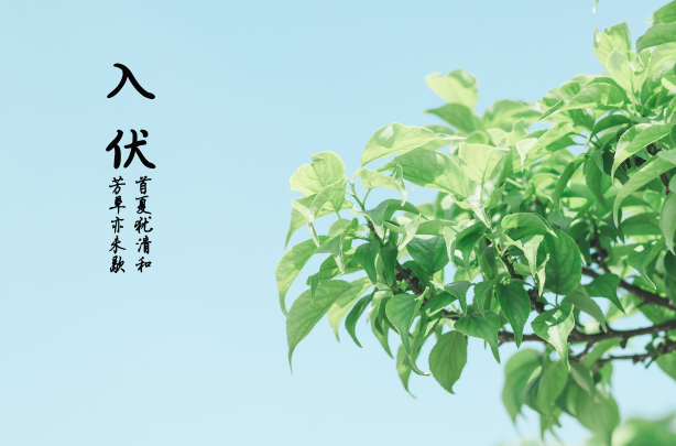 2025年三伏天是公伏还是母伏?三伏天如何养生