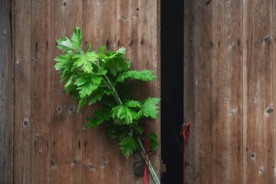 端午节挂什么植物辟邪？艾草菖蒲怎么挂才旺运