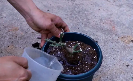 6月能栽活裸根月季吗？夏季如何提高成活率