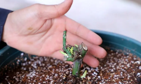 6月能栽活裸根月季吗?夏季如何提高成活率