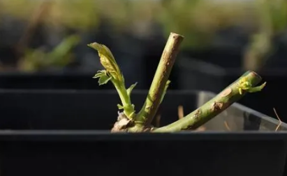 6月能栽活裸根月季吗?夏季如何提高成活率