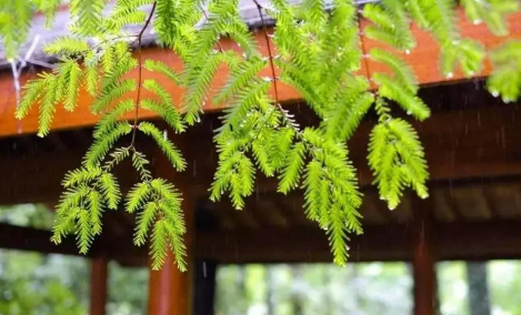 2025年武汉6月出梅了吗?梅雨何时结束