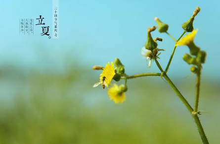 2025立夏热吗？今夏高温会破纪录吗