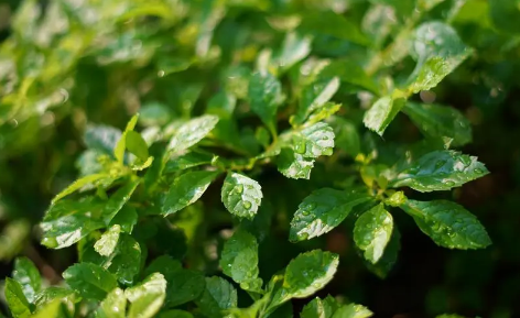 2025年青岛6月多雨吗？雨季出行如何准备