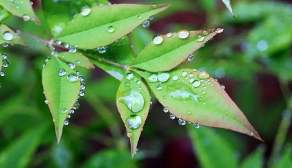 2025年青岛6月多雨吗?雨季出行如何准备