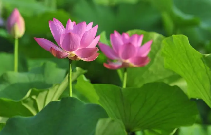 2025年夏至后能种南瓜吗？南方秋播赶得上吗