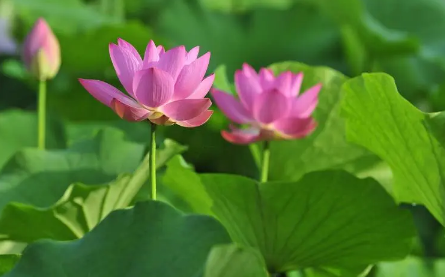 2025年夏至后能种南瓜吗?南方秋播赶得上吗