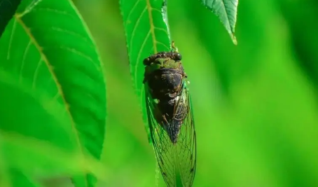 夏至过了就凉快吗？2025年夏天会更热吗？