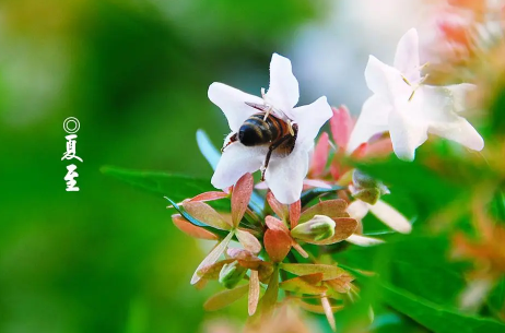 夏至过了就凉快吗?2025年夏天会更热吗?