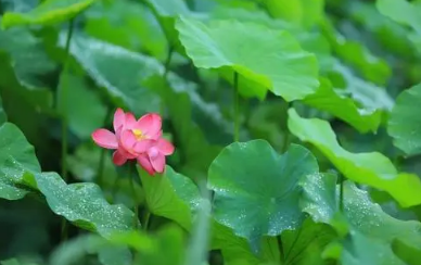 夏至过了就凉快吗?2025年夏天会更热吗?