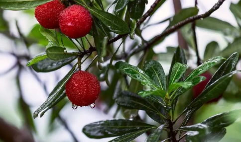 重庆2025何时入梅?梅雨季节天气如何